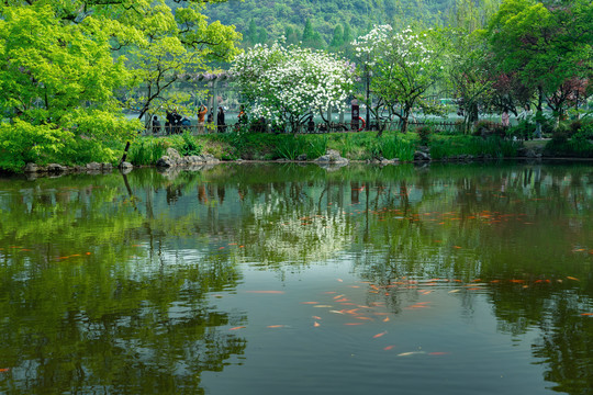 杭州花港观鱼