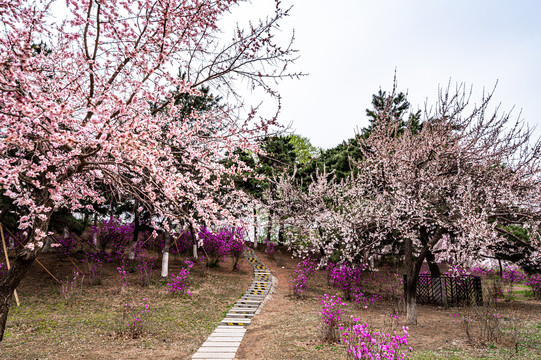 春天的中国长春御花园景观