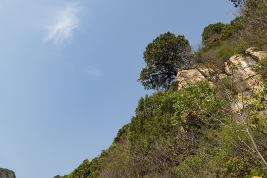 蓝天绿树