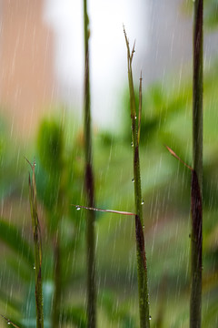 雨中嫩竹