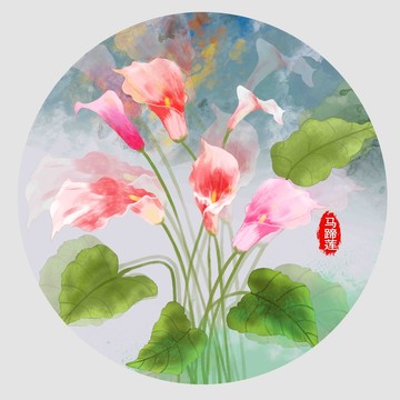 馬蹄蓮插畫
