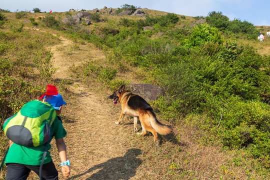 德国黑背犬登山