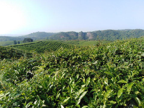 茶山