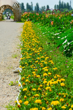 路边菊花