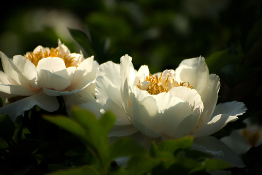 牡丹花洛阳特写