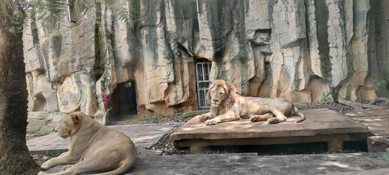 狮子动物园老虎