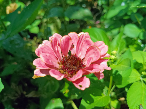 百日草花花朵