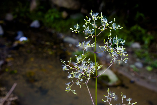 缬草