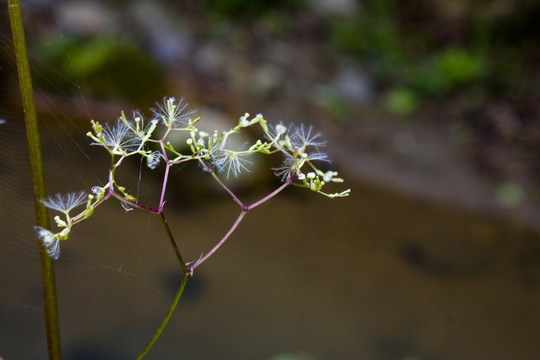 缬草