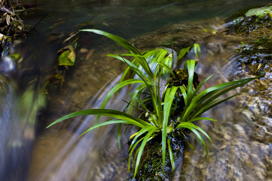 水草