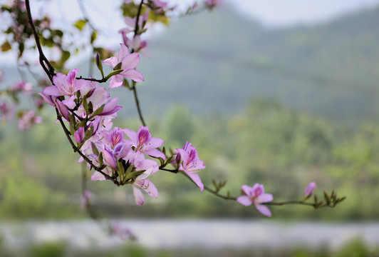 紫荆花田园