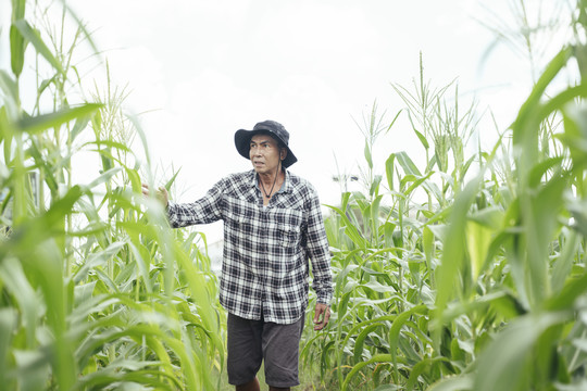 在玉米地里拿着帽子检查产品的亚洲老年农民。