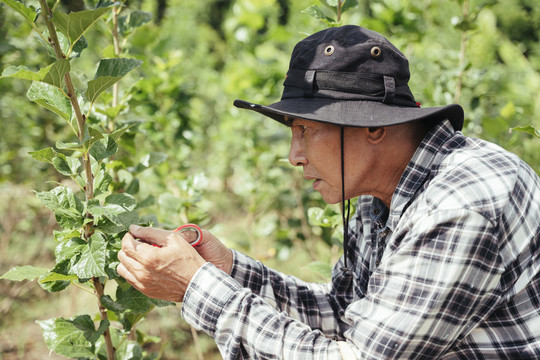 亚洲老年农民在农场用剪刀收割小水果。