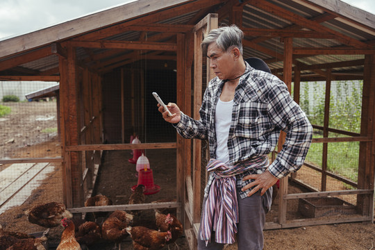 亚洲老农在当地养鸡场使用智能手机。