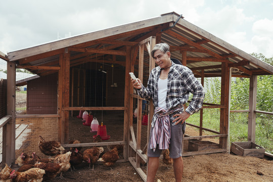亚洲老农在当地养鸡场使用智能手机。