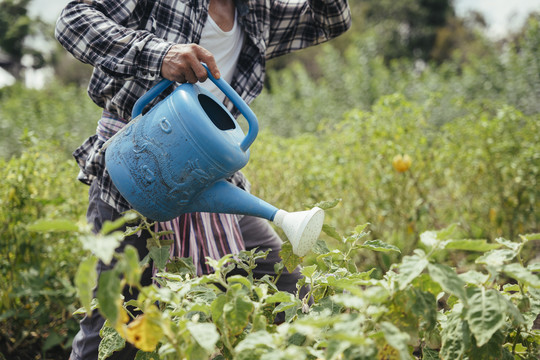 亚洲老年农民在当地农业农场用罐子浇水。