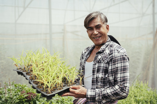 亚洲老年农民在温室里的花盆里种芽苗菜。