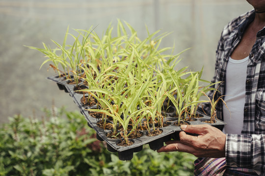 亚洲老年农民在温室里的花盆里种芽苗菜。