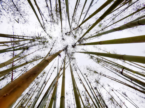 仰拍竹林