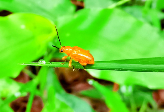 黄足黄守瓜