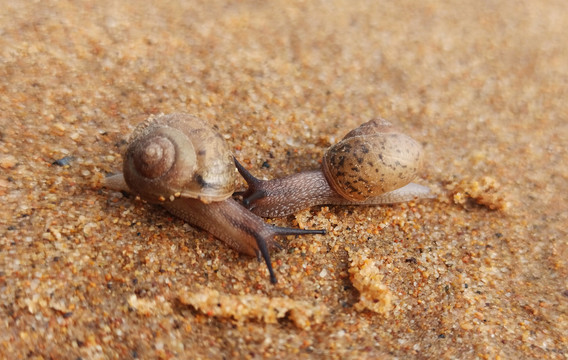 沙滩上的蜗牛