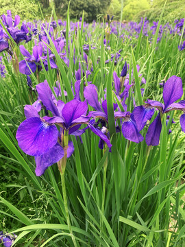 鸢尾花