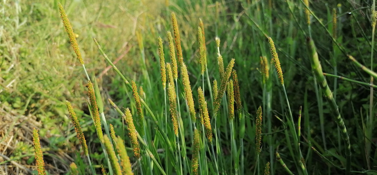 小草