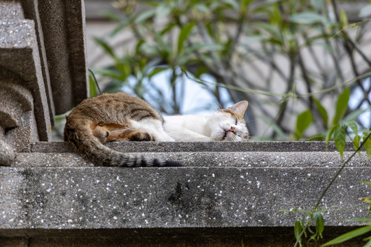 院墙上酣睡的小猫咪