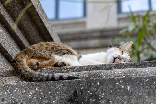 院墙上酣睡的小猫咪