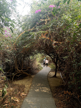 藤蔓綠植小道