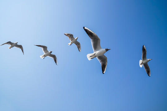 洱海的海鸥