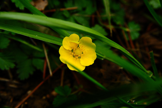 微距黄色小花