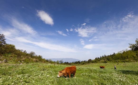 高山牧场