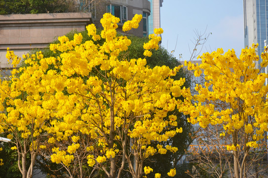 黄花风铃木