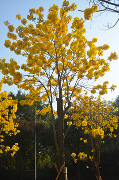 黄花风铃木