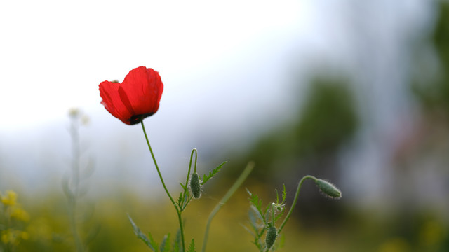 新疆红花