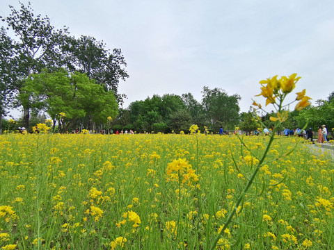 油菜花