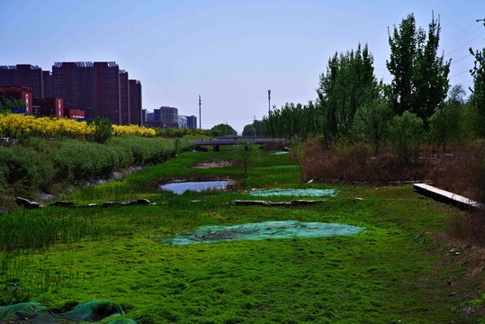 大兴永兴河湿地公园