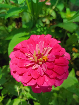 百日草花特写美丽花朵