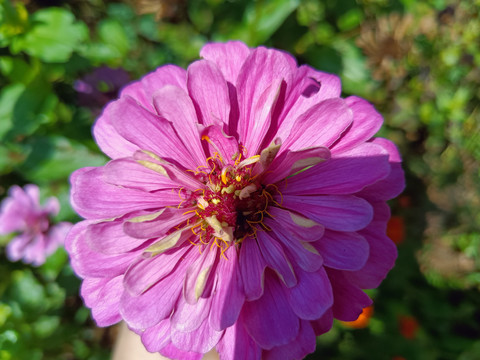 百日草花特写美丽花朵