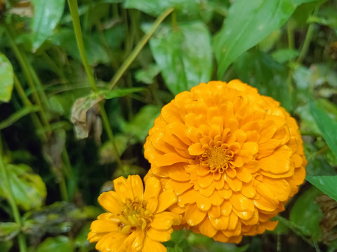 百日草花特写美丽花朵