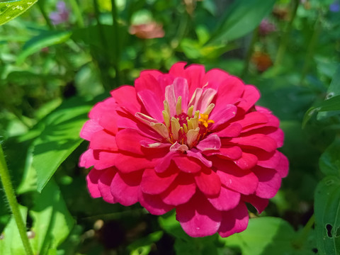 百日草花特写美丽花朵