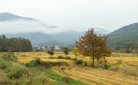 田园风光