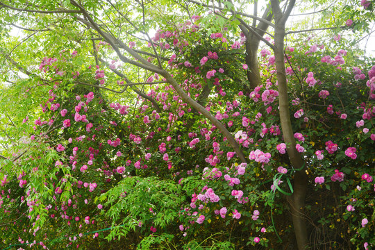 蔷薇花枝