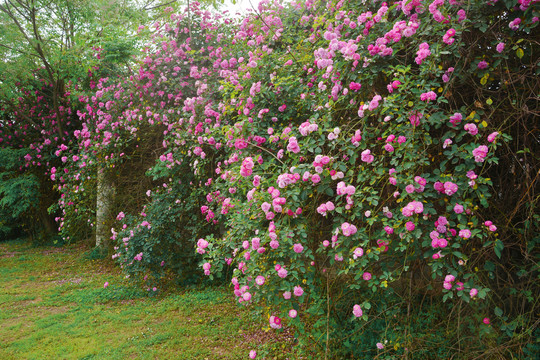 蔷薇花景观墙