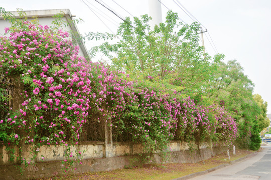 花开如瀑