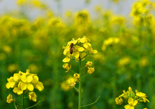 油菜花