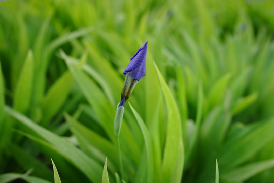 鸢尾花