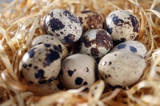 隔离在巢中的鹌鹑蛋。