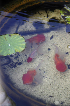 五颜六色的装饰鱼在池塘里游泳